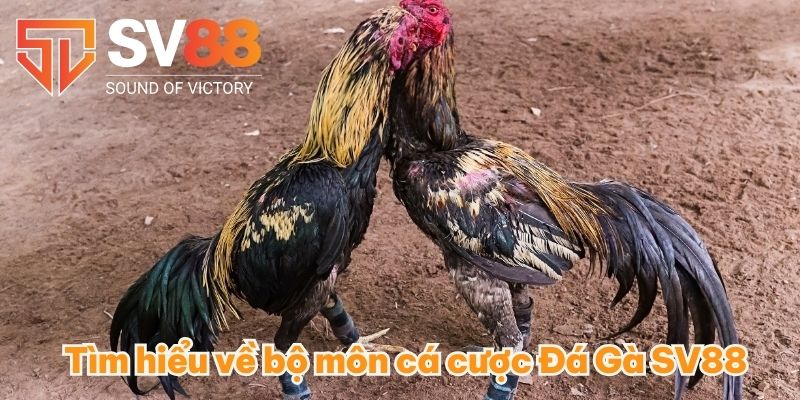 Tìm hiểu về bộ môn cá cược Đá Gà SV88