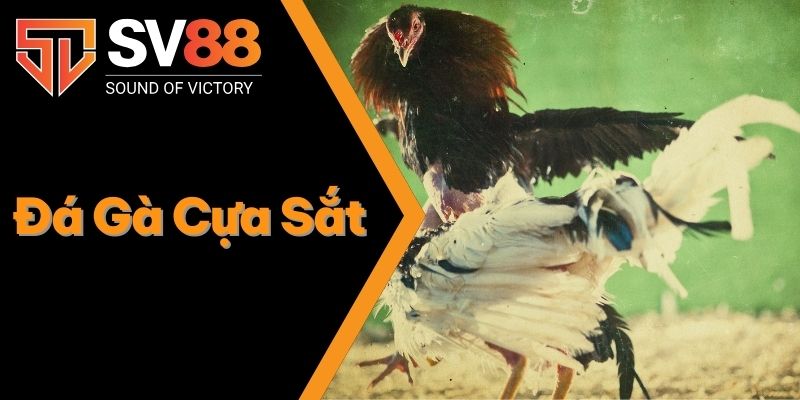 Đá Gà Cựa Sắt - Hết Mình Với Những Trận Đấu Đá Gà Đỉnh Cao 1 Đá Gà Cựa Sắt