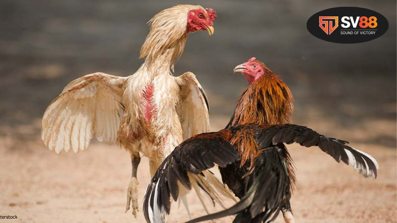 Trận đá gà 24 tỷ - Sân chơi đẳng cấp dành cho cược thủ 2 Sức hấp dẫn của trận đá gà 24 tỷ - những yếu tố làm nên thương hiệu