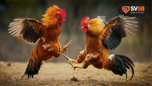 Lịch sử và ý nghĩa của đá gà trong văn hóa Việt Nam