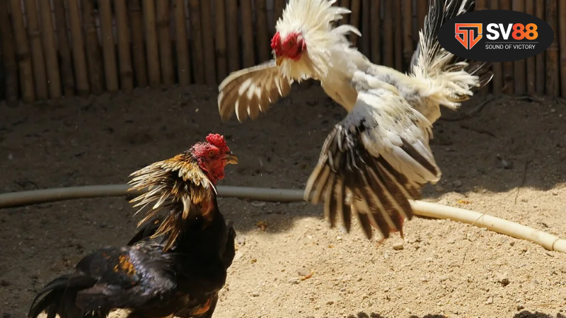 Đá gà MCW Casino - Trải Nghiệm Mòn Mỏi 2 Những Điểm Nổi Bật của Đá Gà MCW Casino