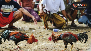 Hiểu rõ về phong thủy trong đá gà theo ngày âm lịch