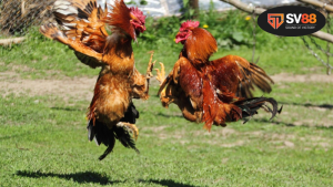 Hiểu rõ về ý nghĩa của các màu mạng đá gà hôm nay