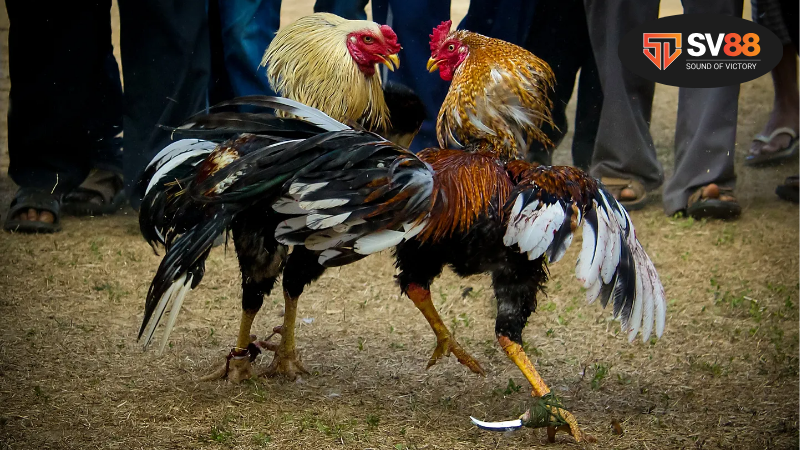 Xem Ngày Gà Đá Theo Âm Lịch – Bí Quyết Chiến Thắng 2 Tại sao nên xem ngày gà đá theo âm lịch?